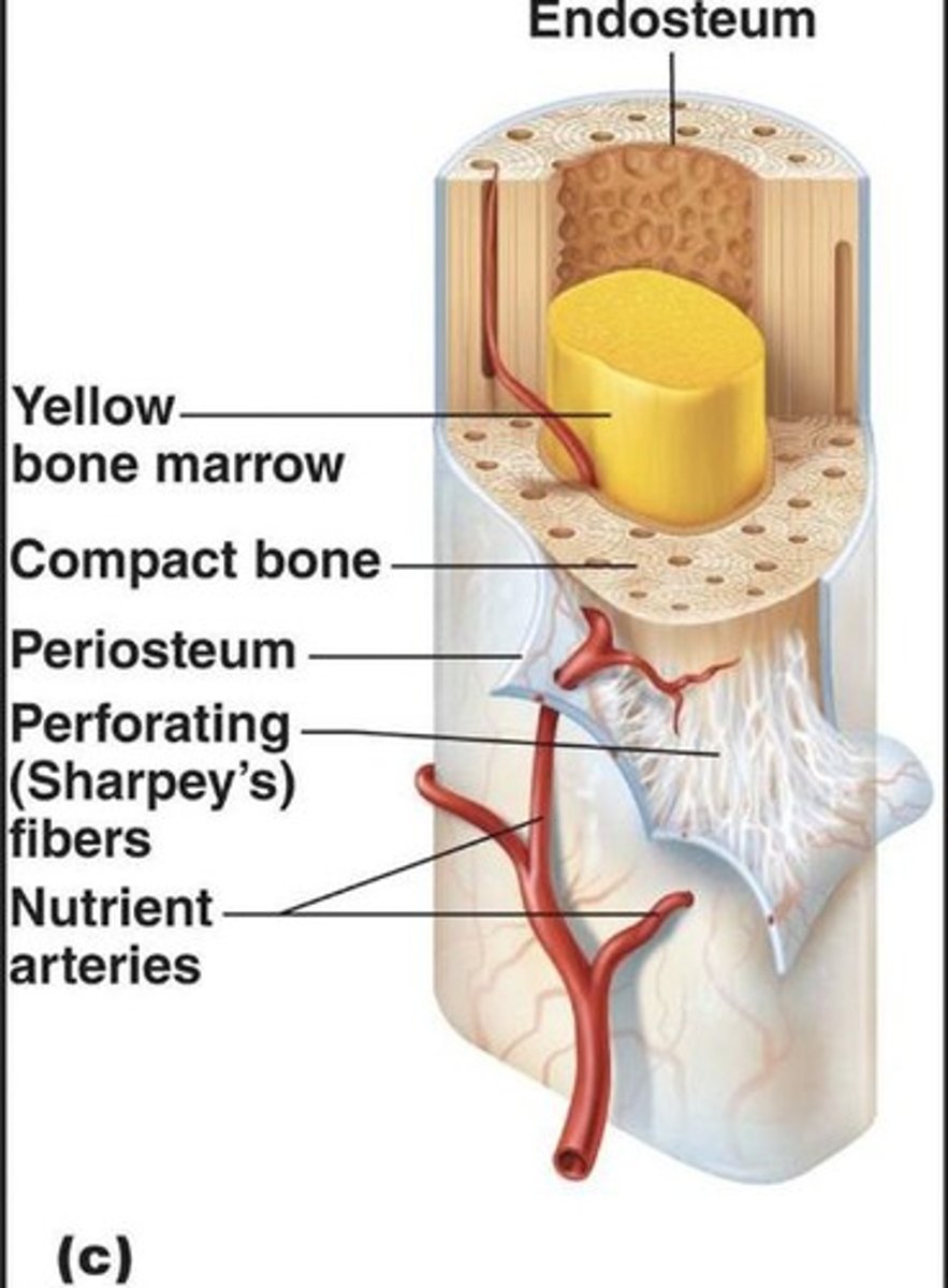 <p>Inner surface of bone, aids remodeling.</p>
