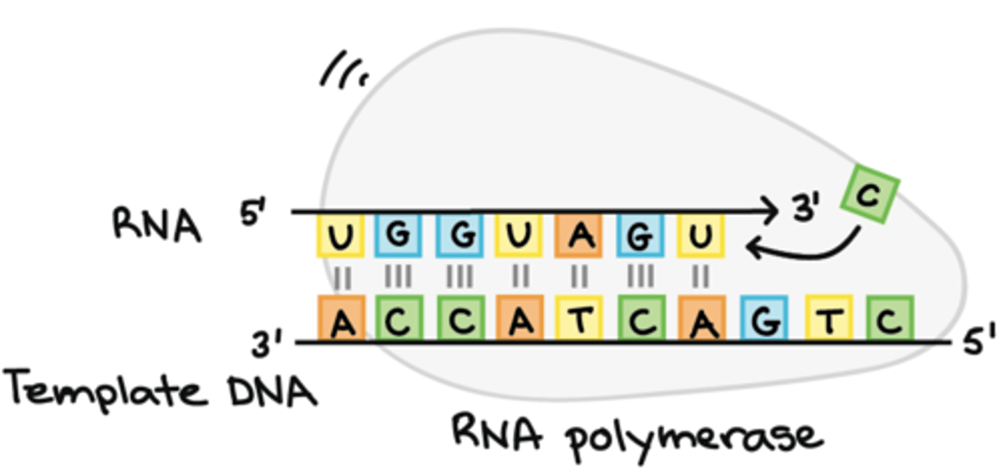 <p>5' ➝ 3', building a complementary strand to the DNA</p><p></p><p>It synthesizes the RNA strand in the 5' to 3' <strong><em>direction</em></strong>, while reading the template DNA strand in the 3' to 5' <strong><em>direction</em></strong>.</p>