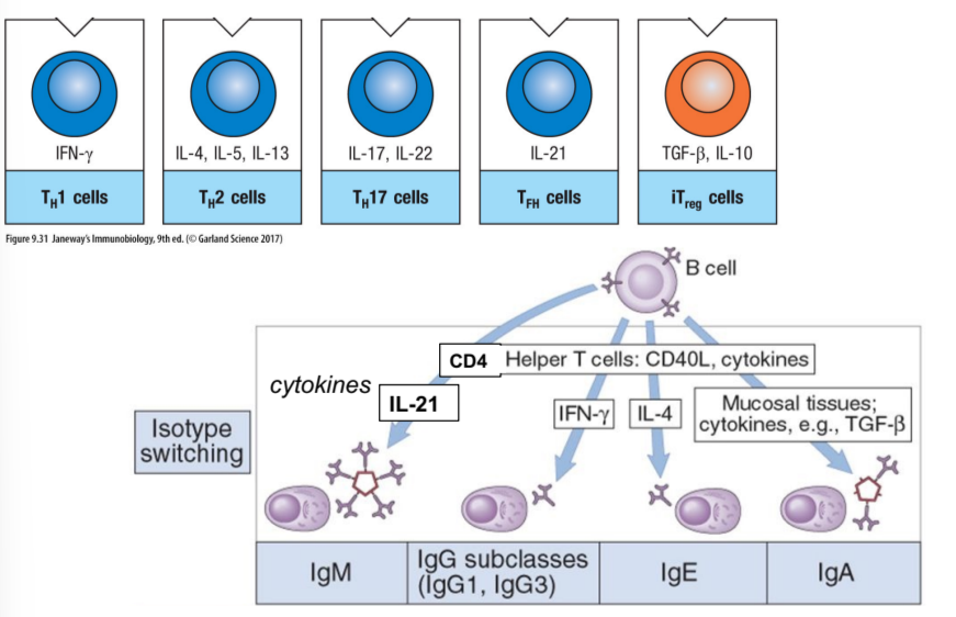 <p>CD4 Th cells</p>