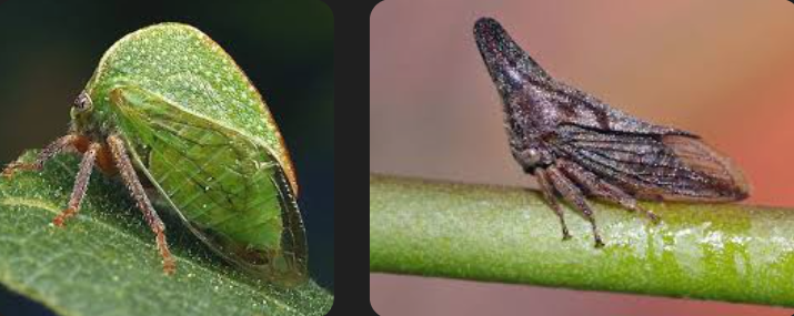 <p>These can have very diverse body shapes. However, they all have little hairs all over their body, heads that aren’t super visible because it’s&nbsp;attached to it’s body, and wings that are transparent with lines in them. Class Insecta, Order Hemiptera, called treehoppers</p>