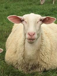 <p>originated near lacaune in southern france. second most common dairy sheep in us. hardy breed with docile temperament. suited to rocky terrain. ewes produce milk used to make roquefort cheese. east friesians and lacaunes are commonly crossbred to produce higher quality milk but typically lower quantities.</p>