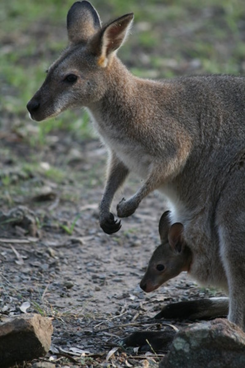 <p>voiceless velar plosive</p>