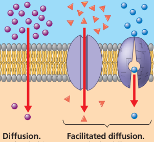 <p>the type of diffusion that does not require energy </p>