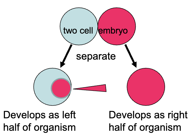 <p>What if we were to inject cytoplasm from the right cell into left cell?</p><p>What would you predict if the cell was still specified?</p><ul><li><p>the injected cell would develop as the right half of the organism</p></li><li><p>commitment to cell fate can still be reverse in a specified cell (it may not respond to outside signals but it would respond to changes in internal signals</p></li><li><p>if the injected cell was already determined, then it would continue to develop as the left half of the organism</p></li></ul><p></p>