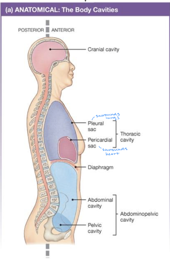 <ul><li><p>cranial cavity</p></li><li><p>thoracic cavity </p><ul><li><p>plueral sac surrounding the lungs</p></li><li><p>pericardial sac surrounding the heart</p></li></ul></li><li><p>diaphragm</p></li><li><p>abdominopelvic cavity </p><ul><li><p>abdominal cavity</p></li><li><p>pelvic cavity</p></li></ul></li></ul><p></p>
