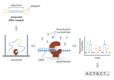 <p>prepared DNA sample → nanowell (single molecule becomes circle and goes through DNA polymerase to make double strand) → fluorescent nucleotides as DNA polymerase goes around → fluorescent intensity over time→ sequence</p>
