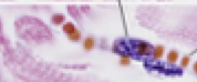 <p>What is this image?</p>