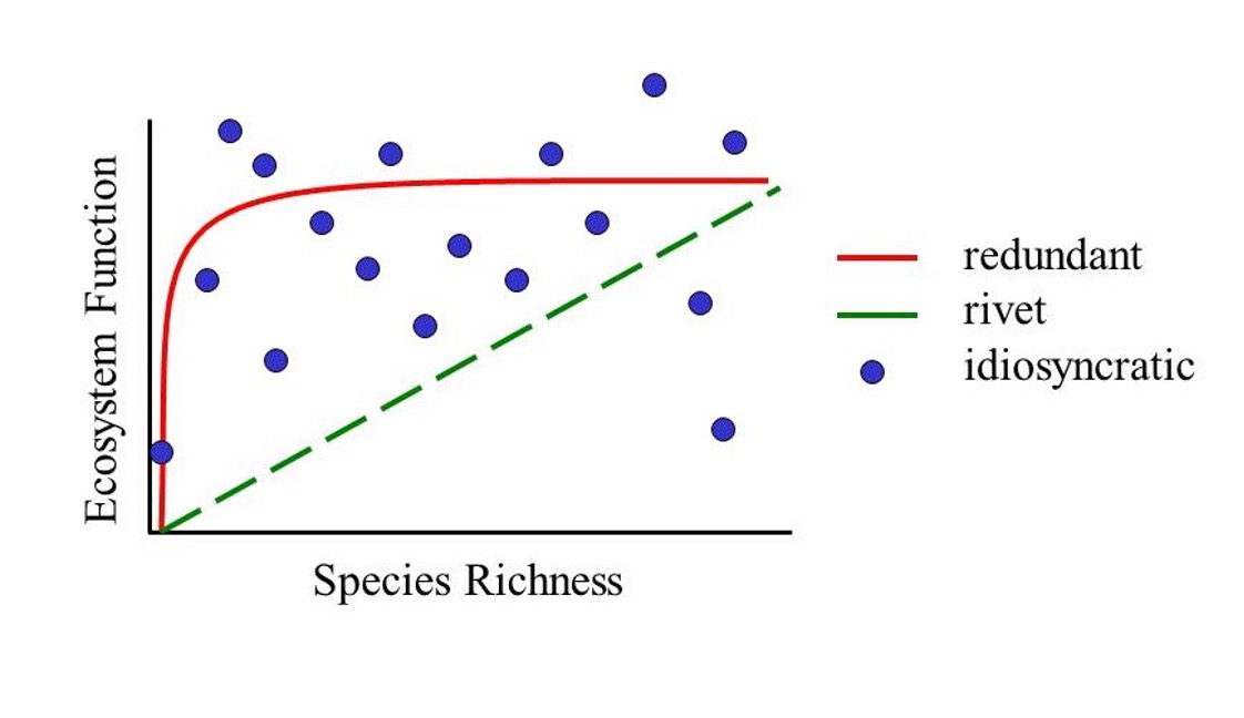 <ul><li><p class=""><strong>Rivet Hypothesis</strong>: Species function like rivets; losing too many weakens the ecosystem.</p></li><li><p class=""><strong>Redundancy Hypothesis</strong>: Higher species richness provides functional backups, maintaining ecosystem processes.</p></li><li><p class=""><strong>Idiosyncratic Hypothesis</strong>: The effect of species loss or addition is unpredictable and species-specific.</p></li><li><p class=""><strong>Complementary Species</strong>: More species often enhance ecosystem stability and productivity.</p></li><li><p class=""><strong>Threshold Effect</strong>: After a point, adding more species may not improve or could harm functioning.</p></li></ul><p class=""></p><p class=""></p><p></p>