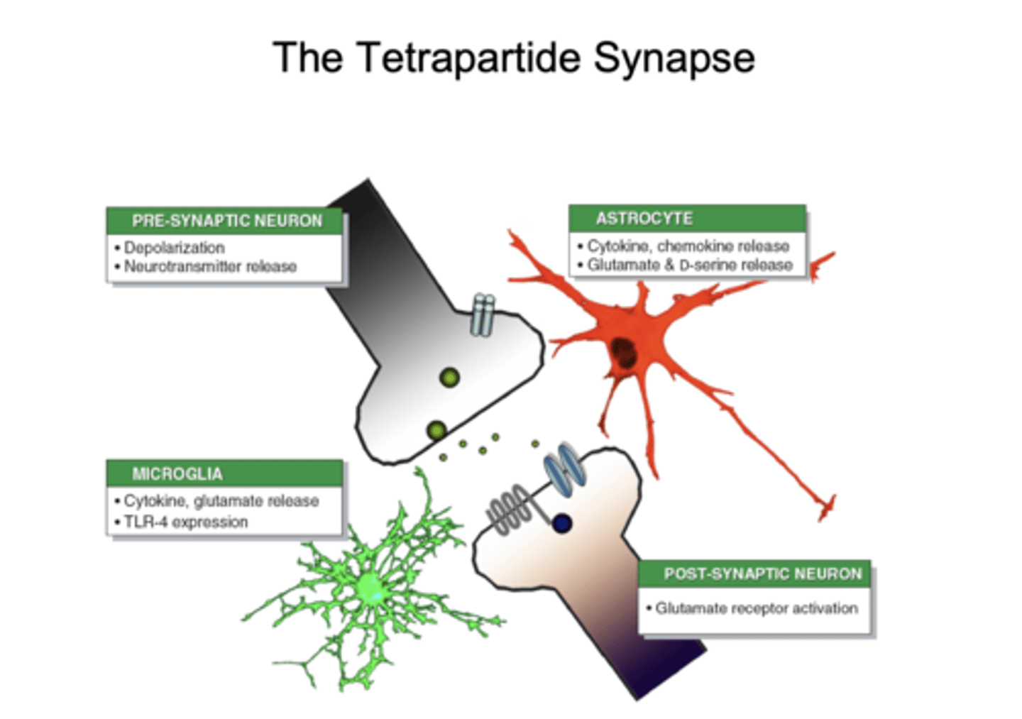 <p>synapse involving neurons, astrocytes, and microglia</p>