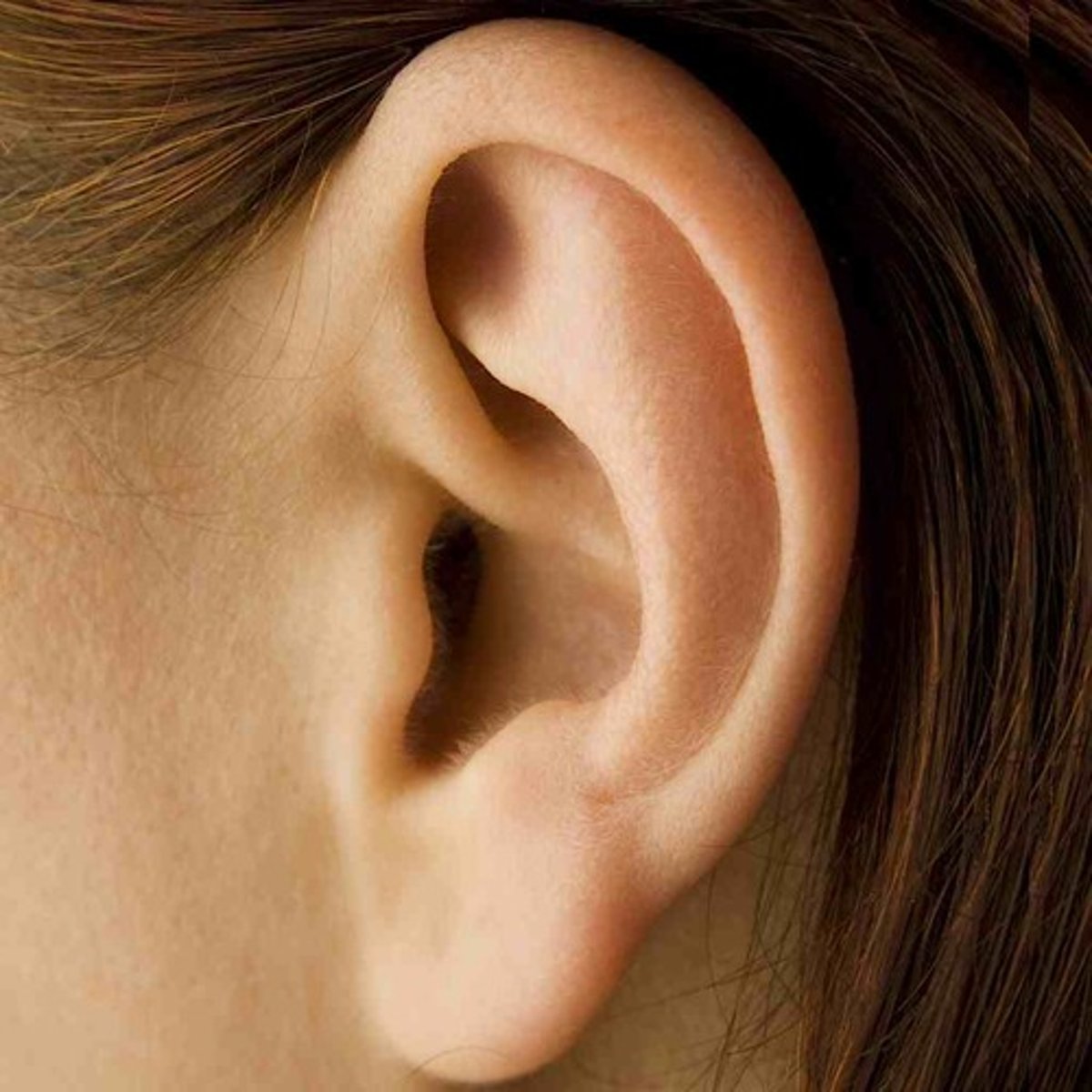 <p>ear</p>