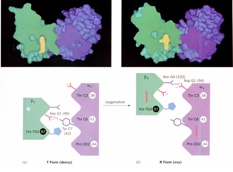 <ul><li><p>The α<sub>1</sub>-β<sub>2 </sub>contacts have two stable positions</p></li><li><p>These contacts, held together by different but equivalent hydrogen bonds</p><ul><li><p>act as a <strong>binary switch</strong> between the T (tense) and R (relaxed) states of hemoglobin</p></li></ul></li></ul><p></p>