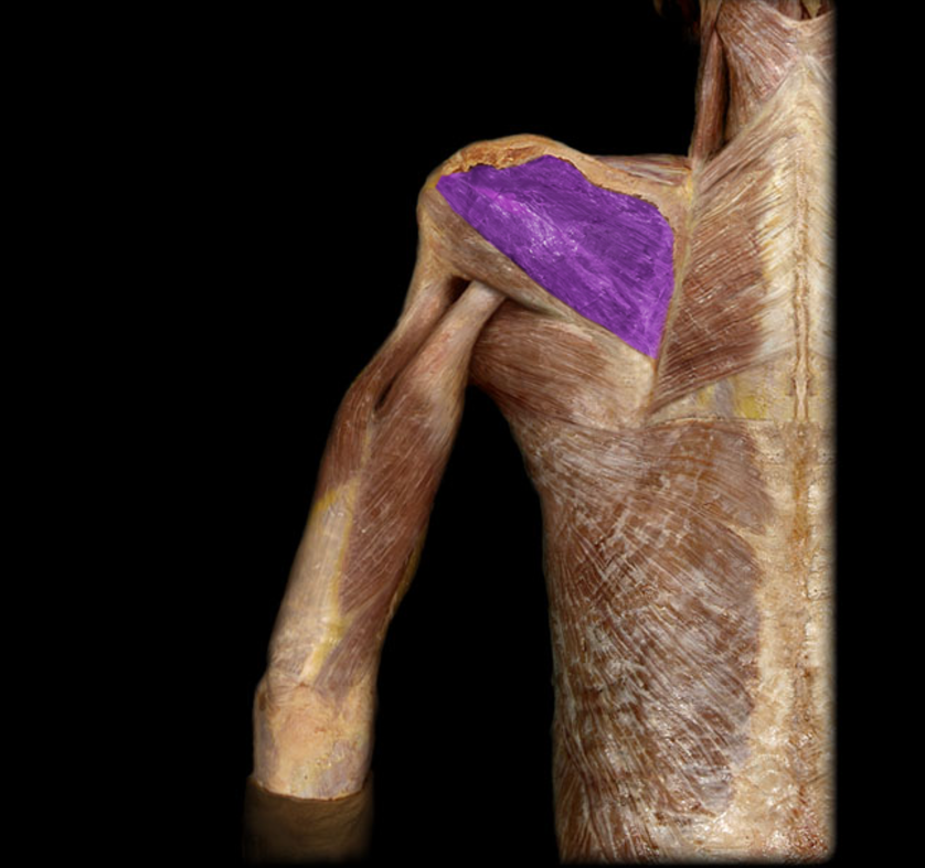<p>Infraspinatus</p>