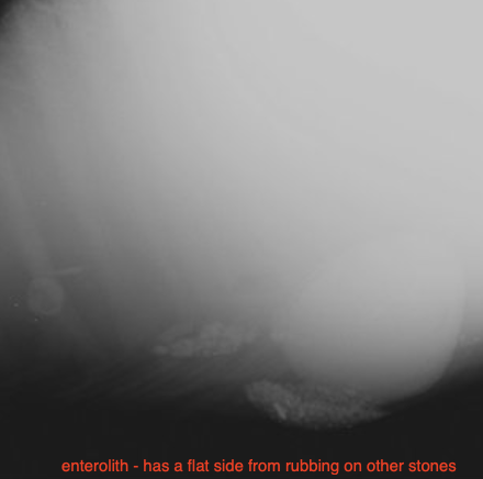 <p>-suspicion of enteroliths or sand</p><p>-chronic colic</p><p>-areas that enteroliths are common</p>