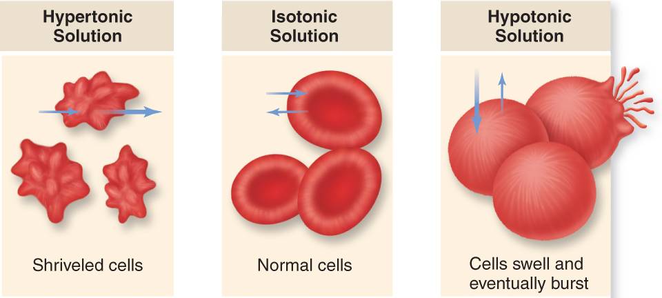 <p>If there is more water outside than the cells, then the water will start gushing into the cell (hypotonic) this will make the cells burst aka hemolysis.</p>