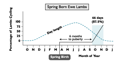 <p>The month of birth influences the age of _____ in sheep </p>