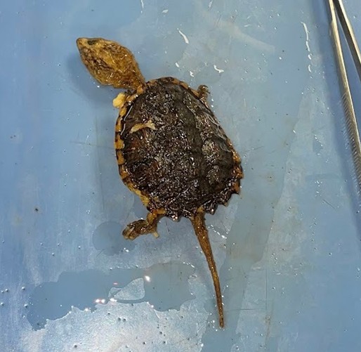 <p>Snapping turtles</p><p>Freshwater</p><p>Americas and SE asia</p><p>highly reduced plastron</p><p>Strong keeled scutes</p>