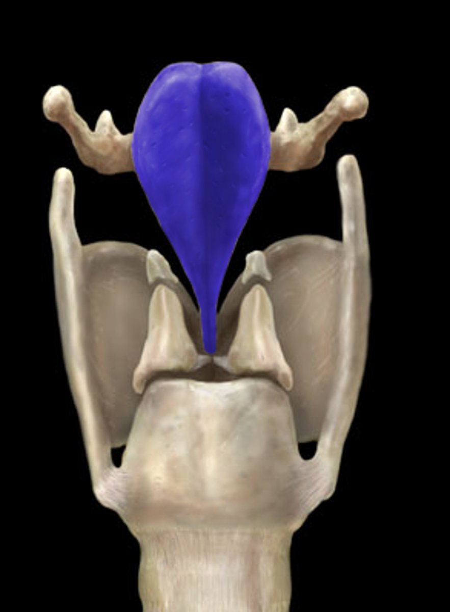 <p>A flap of tissue that seals off the windpipe and prevents food from entering.</p>