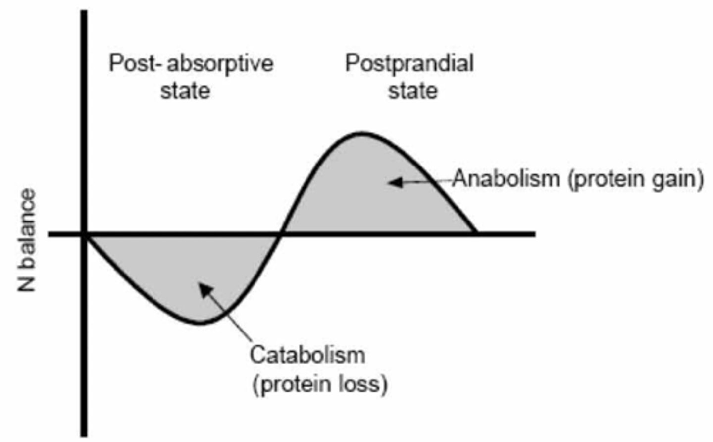 <p>(D) anabolism, catabolism</p><p>The Absorptive State is most closely associated with anabolism (macronutrient storage). The Post-absorptive State is closely associated with catabolism (macronutrient breakdown).</p>