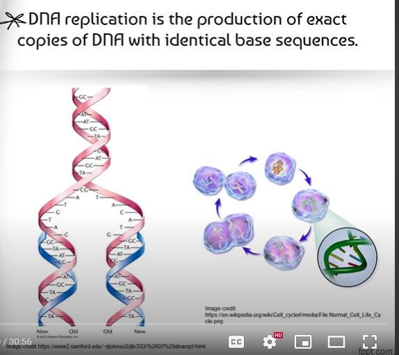 <p><span>DNA replication is the process of creating two identical replicas of DNA with identical base sequences from one original DNA molecule.</span></p>