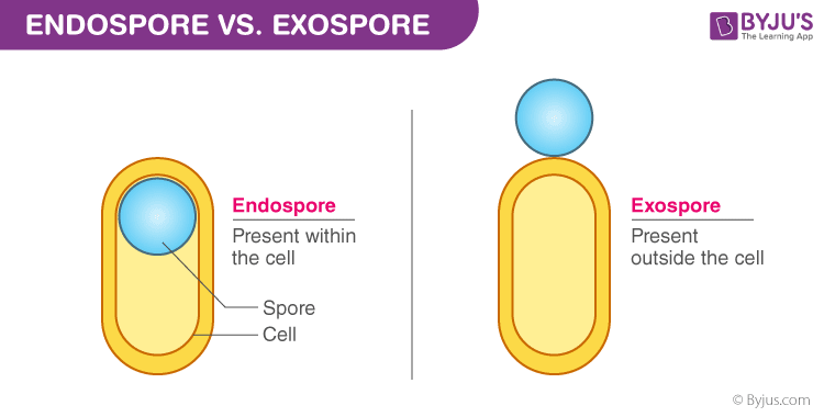 <p>Endospores</p>