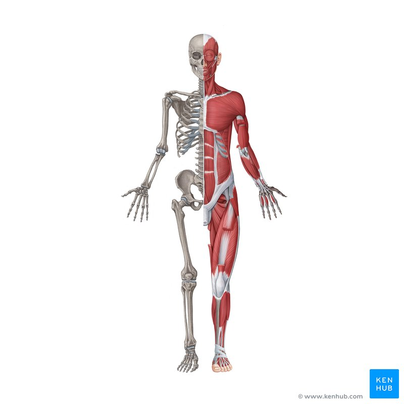 <p>What does the musculoskeletal system include?</p>