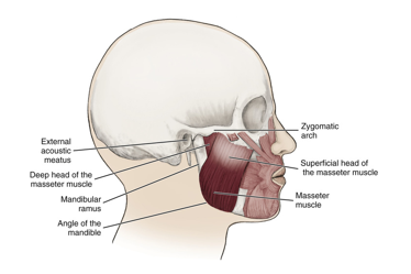 <ul><li><p>masseter</p></li><li><p>temporalis</p></li><li><p>medial pterygoid</p></li><li><p>lateral pterygoid</p></li><li><p><strong>responsible for chewing</strong></p></li><li><p>innervated by the mandibular division of trigeminal nerve</p></li><li><p>motor fibers that contract these muscle travel in the trigeminal nerve</p></li><li><p><strong>MONSTOR TRUCKS MAKE LOUDNESS</strong></p></li></ul><p></p>