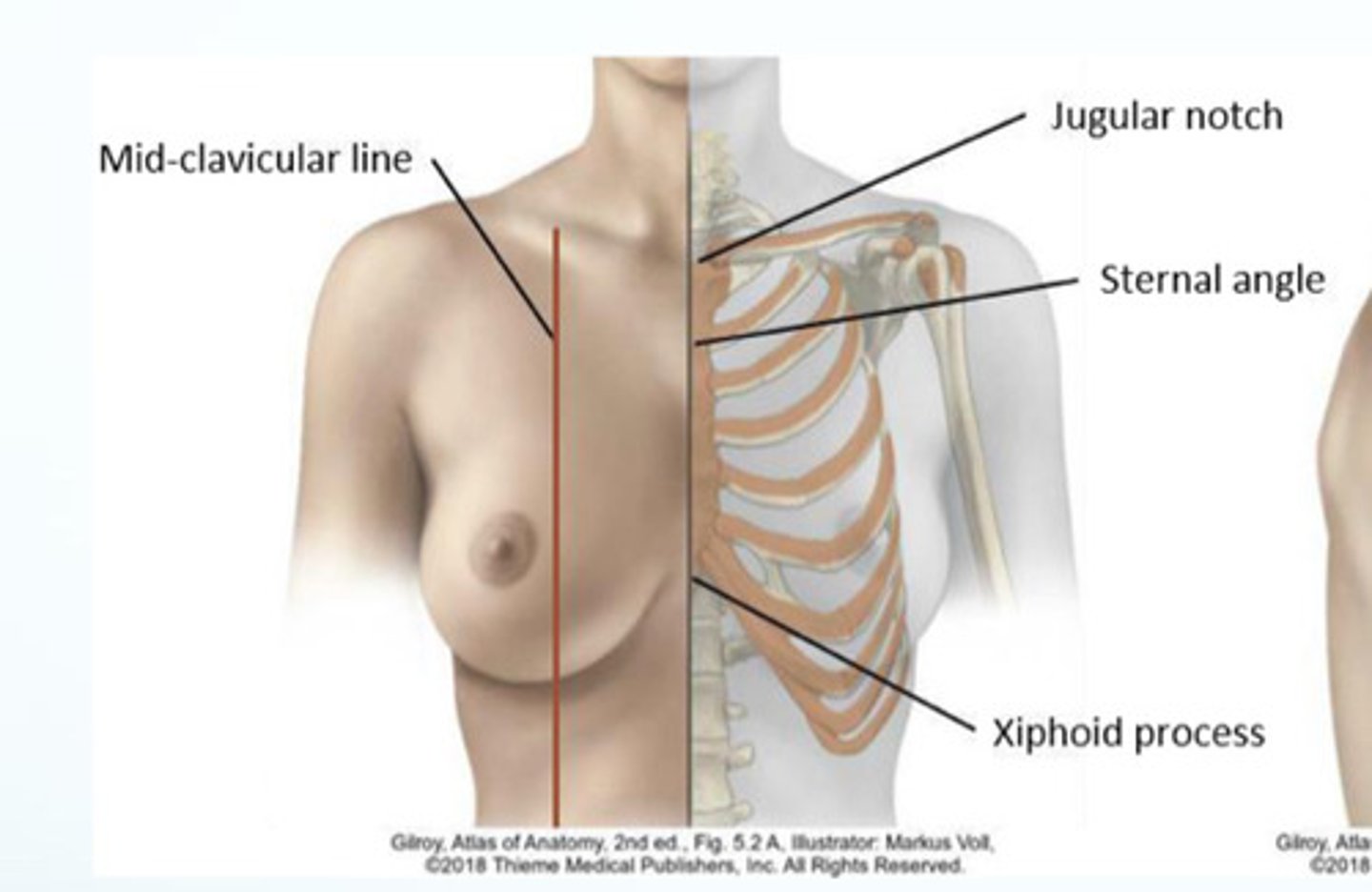 <p>1) the thoracic plane is the horizontal plane at the sternal angle that passes through T4/5 intervertebral discs</p><p>2) the sternal angle/thoracic plane is where the 2nd rib attaches (first palpable rib)</p>