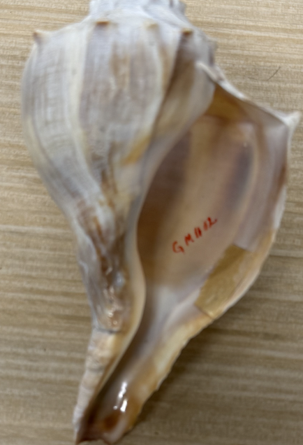 <p>Phylum, Class, Respiration</p>