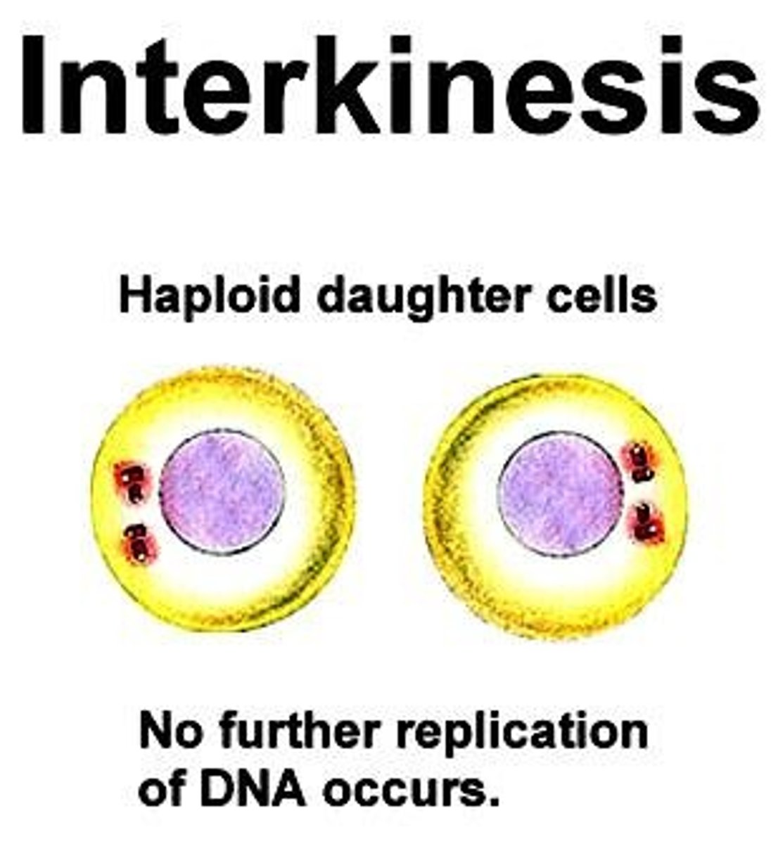 <p>True. There may be a rest time between Meiosis I and II, called Interkinesis, where the chromosomes may start to uncoil.</p>