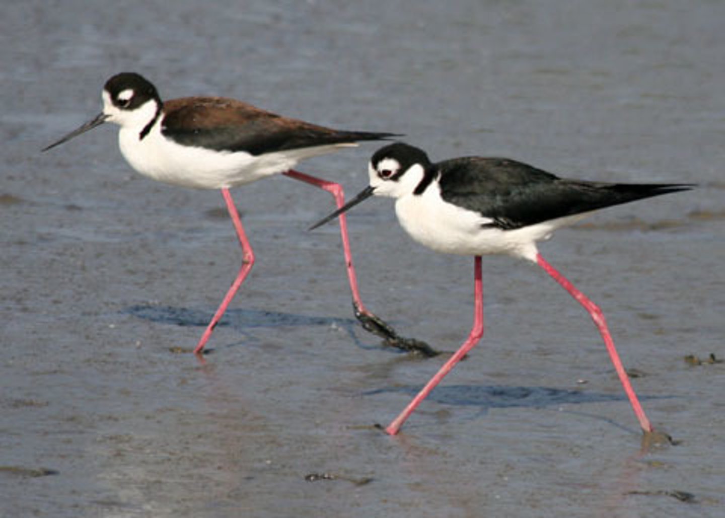 <p>Charadriiformes</p>