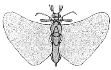 <p>Parasitic order </p>