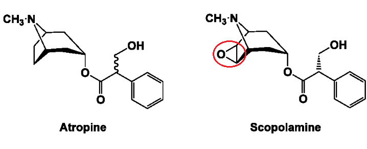 <p>Atropine and Scopolamine</p>