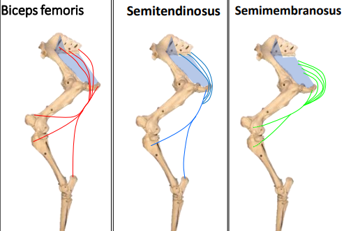 <p>What do equine hamstrings have additional of?</p>