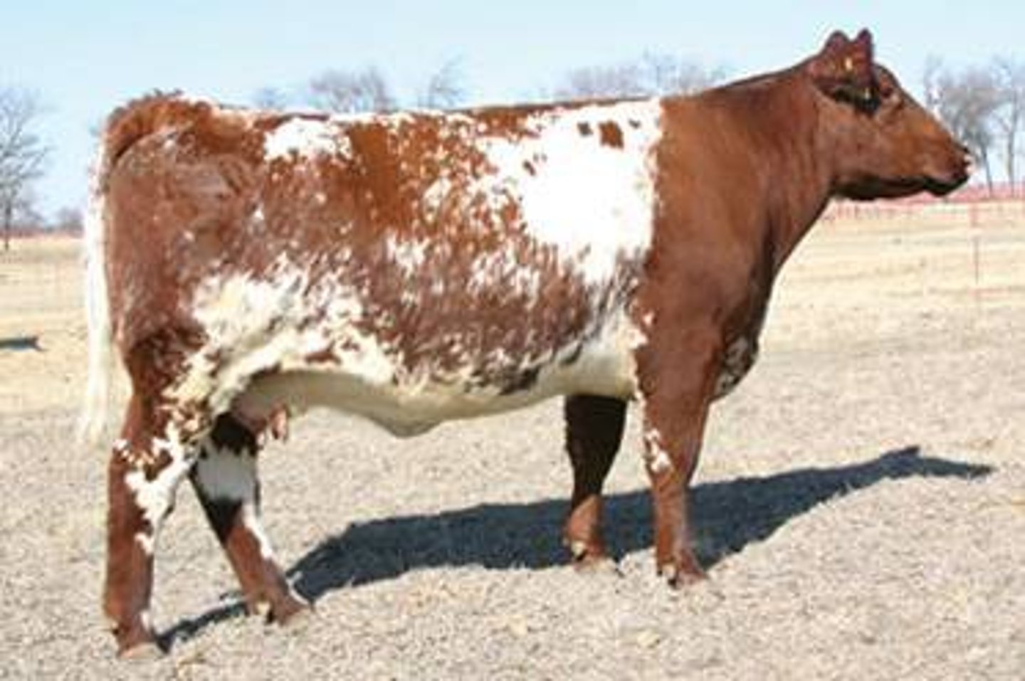 <p>English/British Beef Breed</p><p>Originated in England.</p><p>Three main colors: red, white, and roan.</p><p>Used for milk and meat.</p>