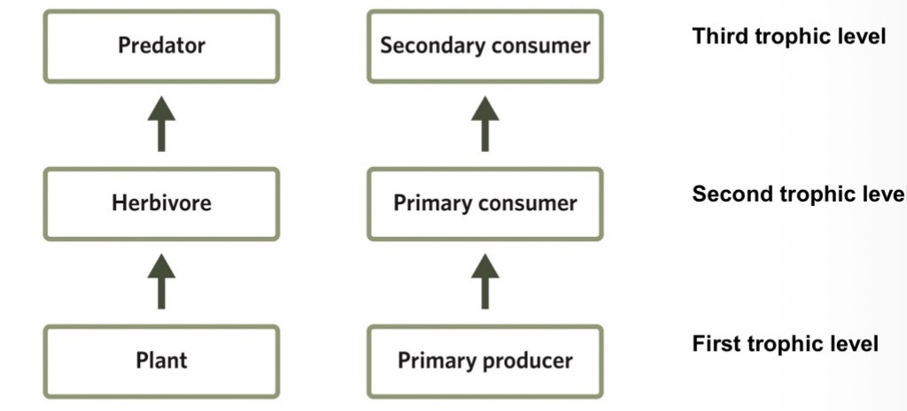 <ul><li><p>provide a simple conceptual model for energy flows in a community.</p></li><li><p>They depict trophic interactions and simplify community dynamics by sorting species into clearly defined trophic levels.</p></li></ul><p></p>