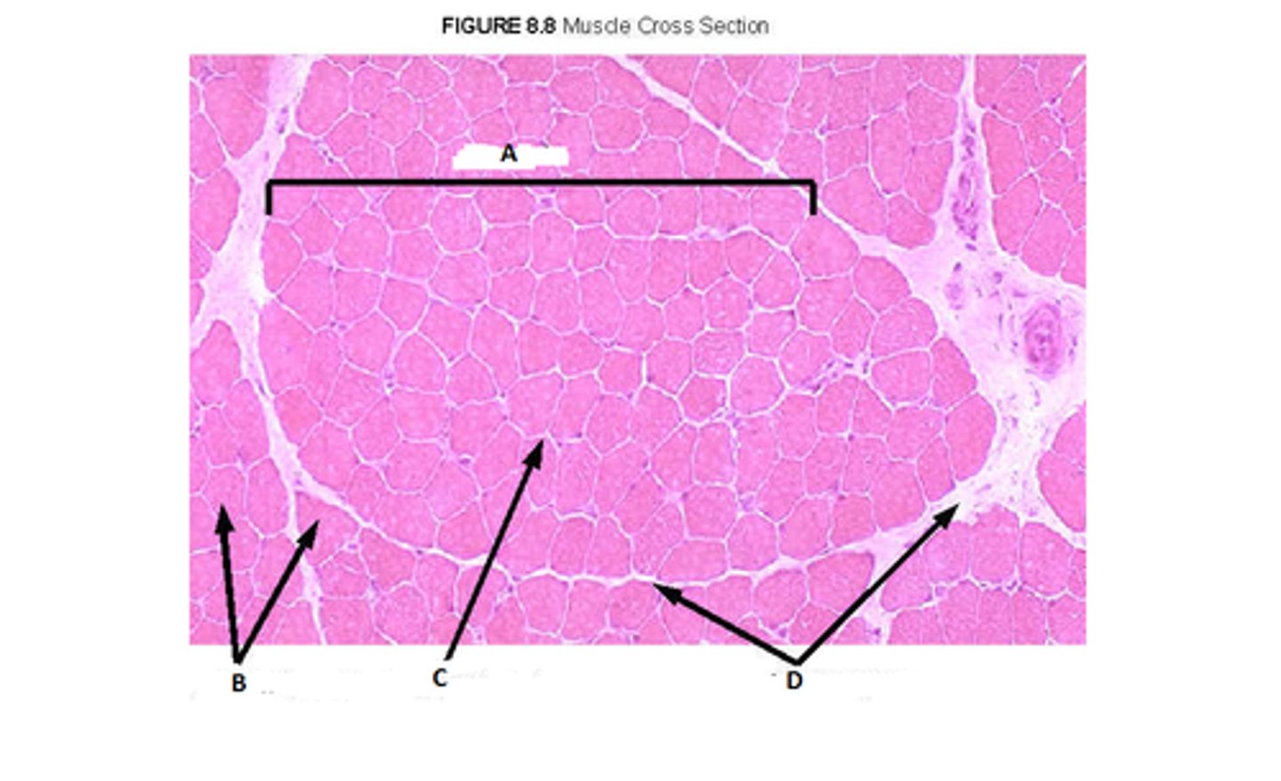 <p>bundles of axons are called</p>
