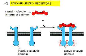 <p>-type of receptor protein</p><p>-outside cell on plasma membrane</p><p>-after binding to ligand, receptor acts as an enzyme and increases [ ] of an <u>intracellular 2nd messenger</u></p>