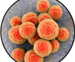 <p>What kind of a shape is a coccus</p>