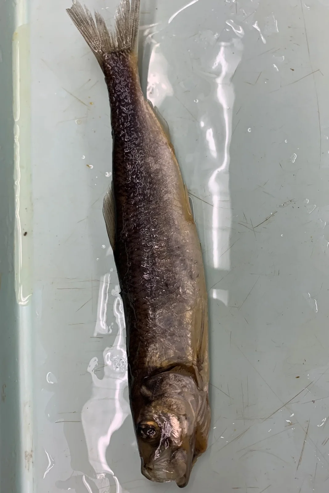 <p>What fish is this?</p>