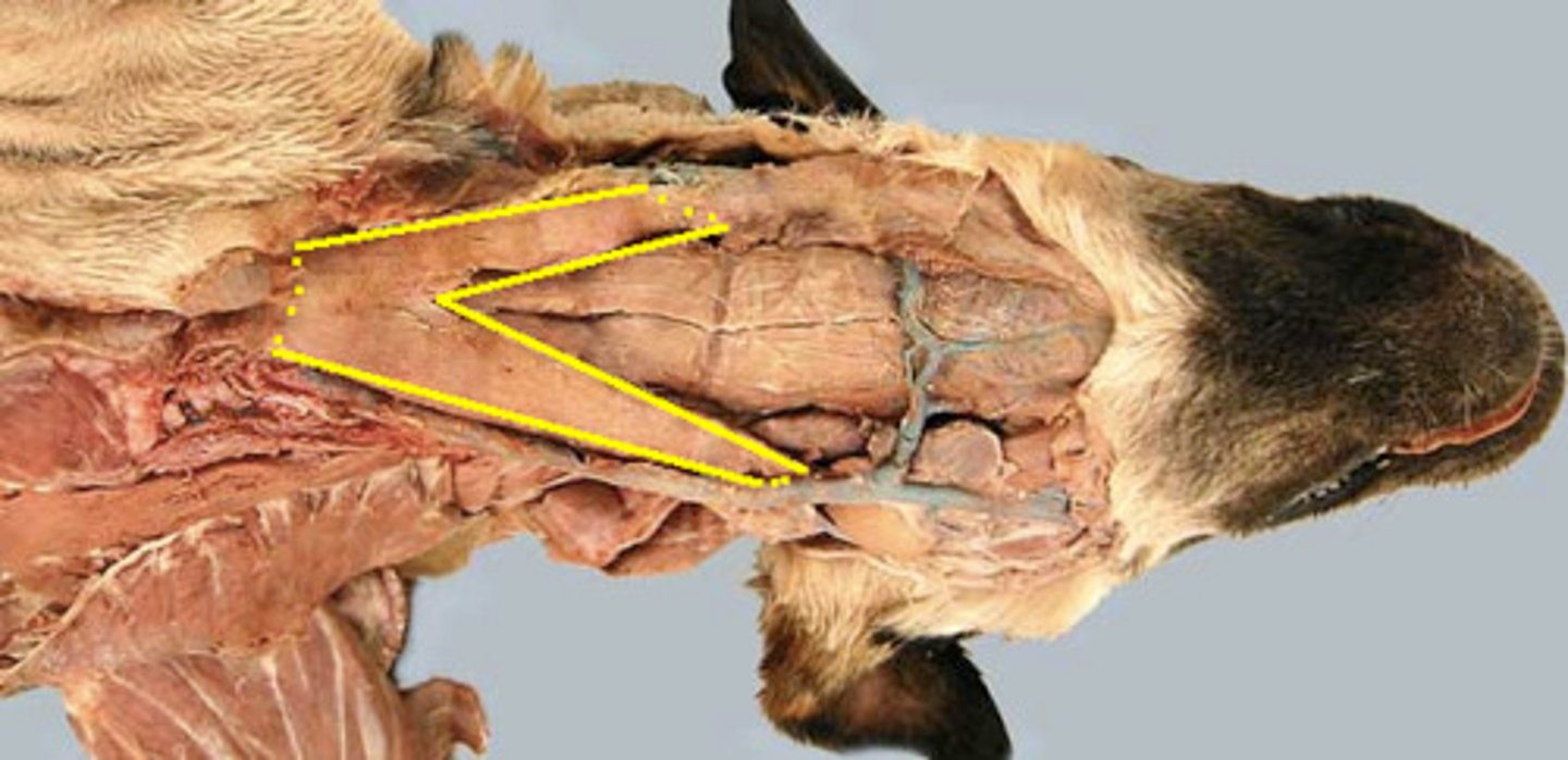 <p>What muscle is this?</p><p>Origin?</p><p>Insertion?</p><p>Function?</p><p>Innervation?</p>