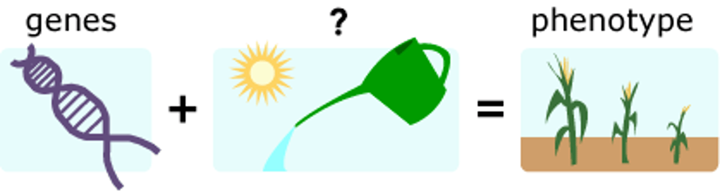 <p>a trait that is influenced by your environment. For example, if you eat too much you will become heavier, and if you eat too little you will become lighter. A plant in the shade of a big tree will grow taller as it tries to reach more light.</p>