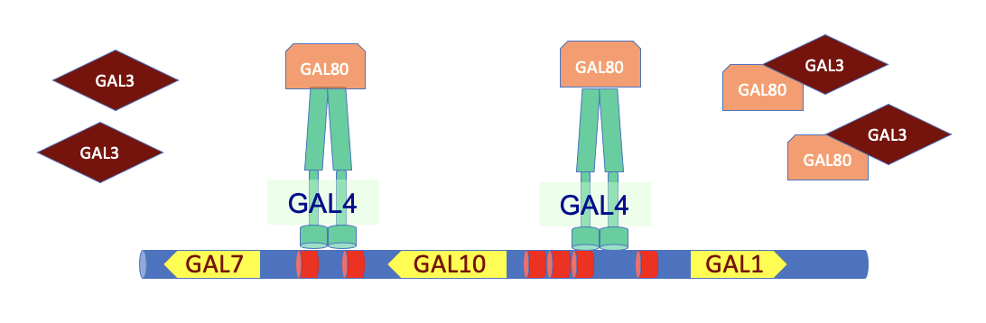 GAL80 mutants, or knockout of the gene, causes the galactose metabolism genes to be _ in the absence of galactose