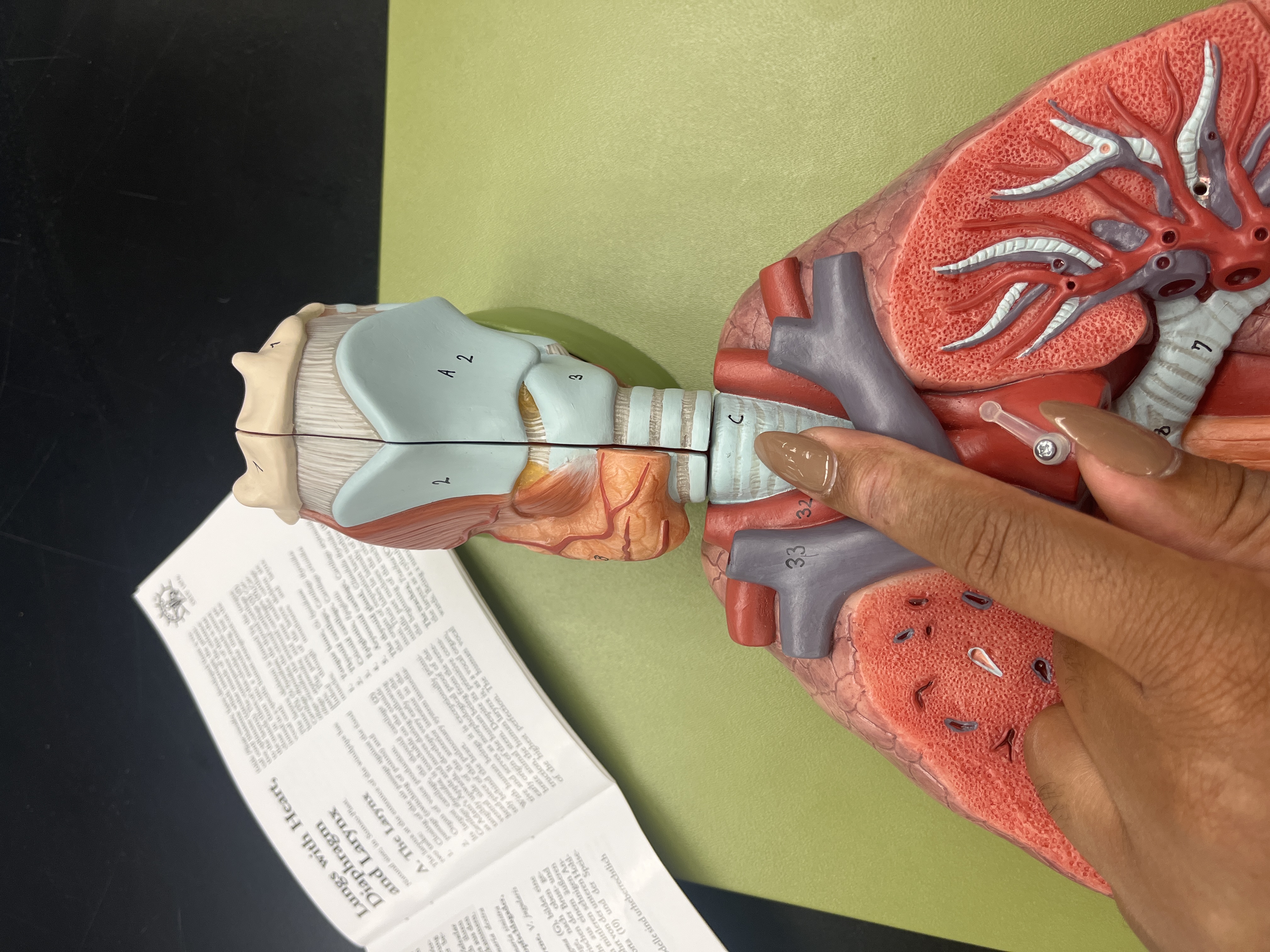 <p>trachea (human)</p>