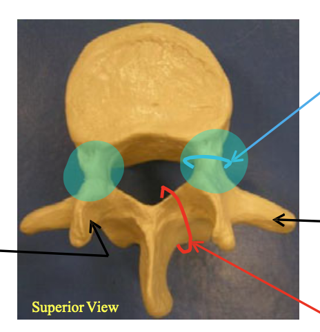 <p>Name the highlighted structure.</p>