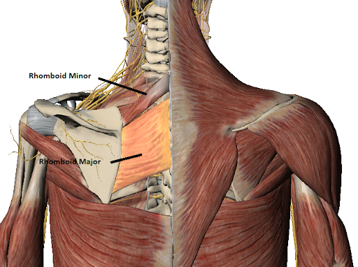Origin: spinous processes T2-T5

Insertion: medial border of scapula

Action: elevates, retracts, and rotates scapula inferiorly
