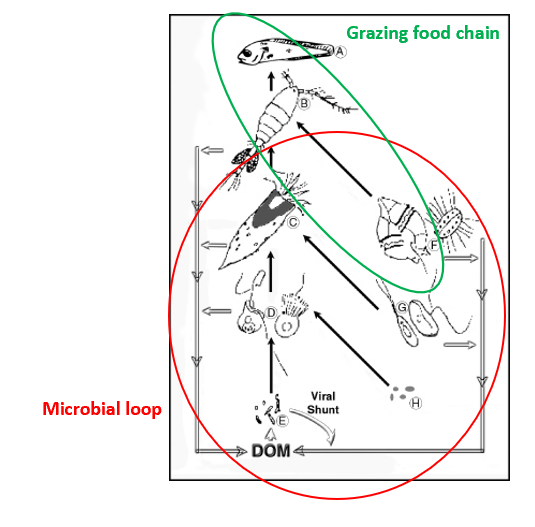 <p>Organic matter can be recycled multiples times between microbes and microplankton</p><p>-It des not move up the food chain</p>