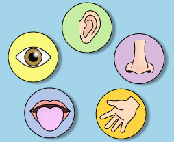 olfaction, vision, gustation, equilibrium, hearing