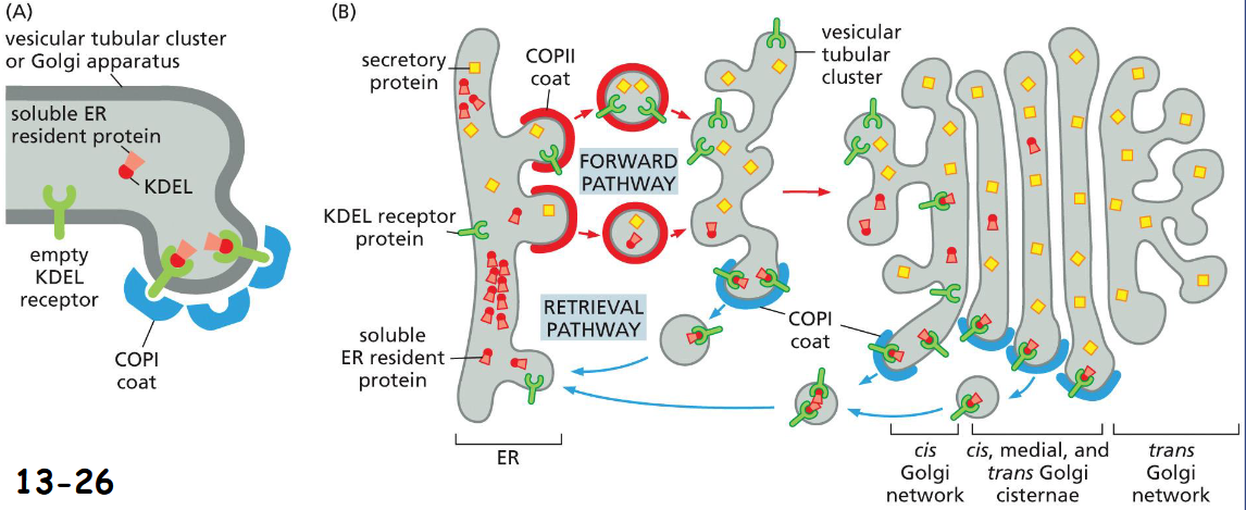 <p>C-terminal signal for soluble ER resident protein Lys-Asp-Glu-Leu (KDEL) binds KDEL receptor in COPI-coated vesicles back to ER</p><p>(A). The retrieval pathway begins at tubular cluster and continues until late parts of the Golgi apparatus</p><p>(B). Signals for escaped membrane ER resident proteins with a KKXX sequence in their C-terminus are also packed into COPI-coated vesicles back to ER</p>