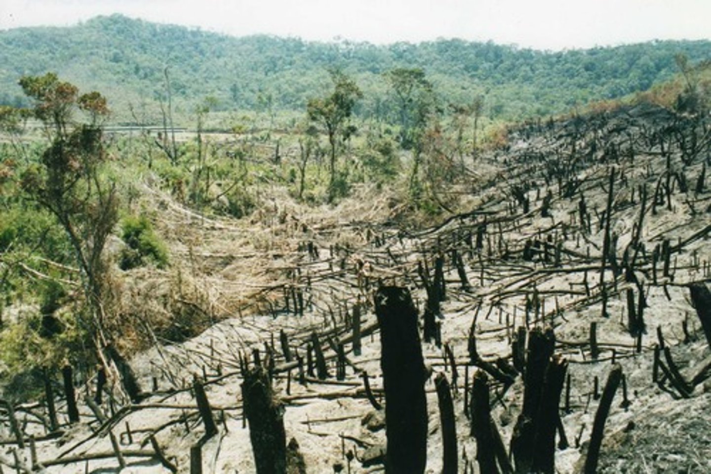 <p>a farming technique in which trees are cut down and burned to clear and fertilize the land</p>