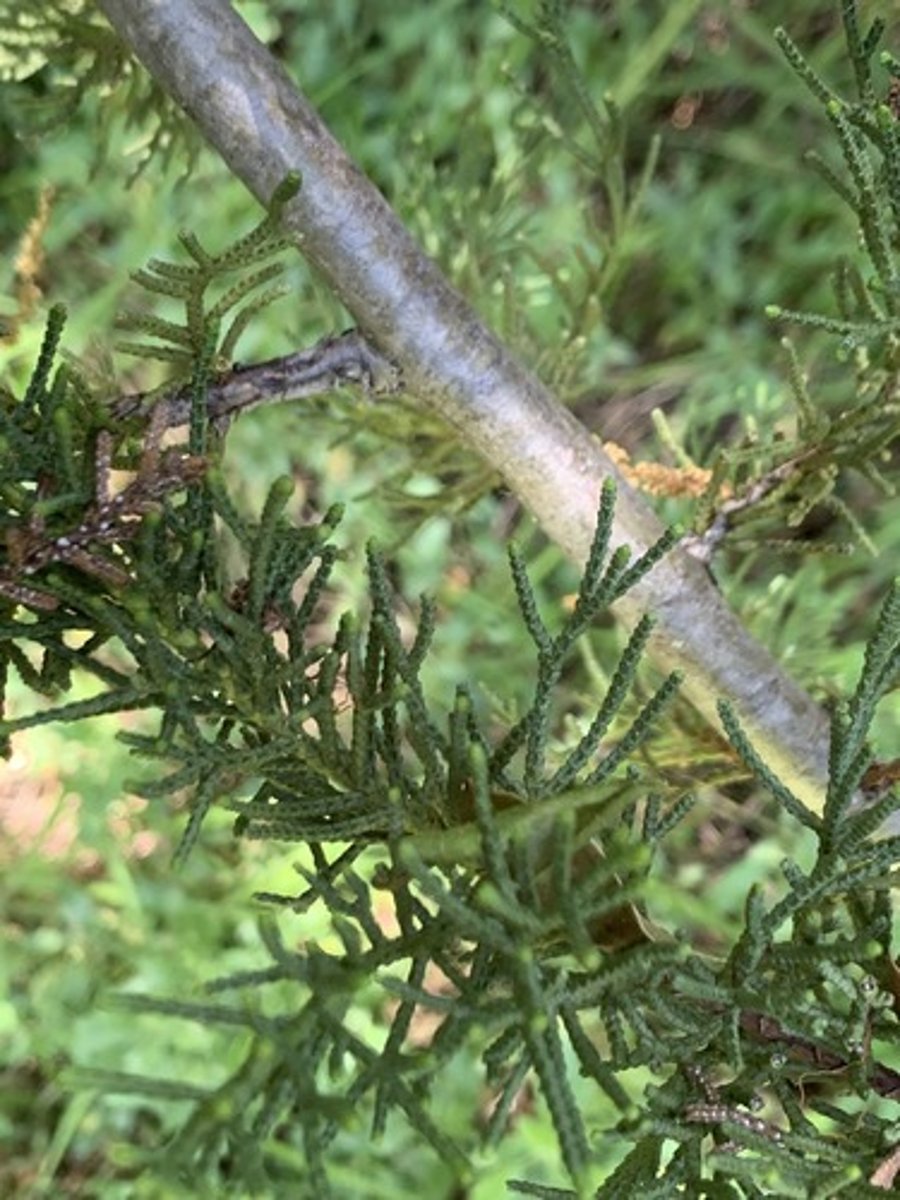 <p>Evergreen, Foliage: opposite or whorled scale like (square?) tips are rounded and not flat, Silvery branches picturesque tree, normally 3 large branches(looses lots of branches)</p>